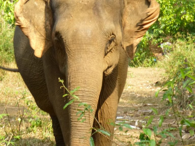 Ecoturismo in Cambogia, lunga vita agli elefanti!