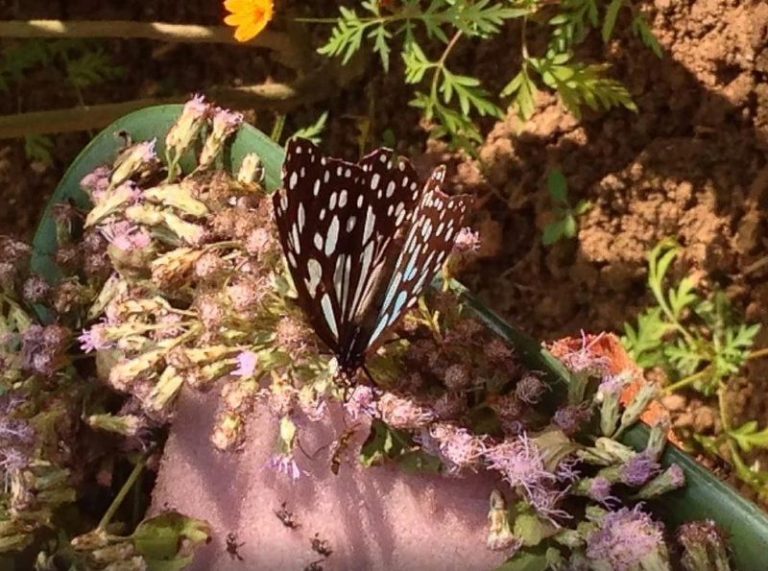 Ecoturismo in Laos: il Butterfly Park di Luang Prabang